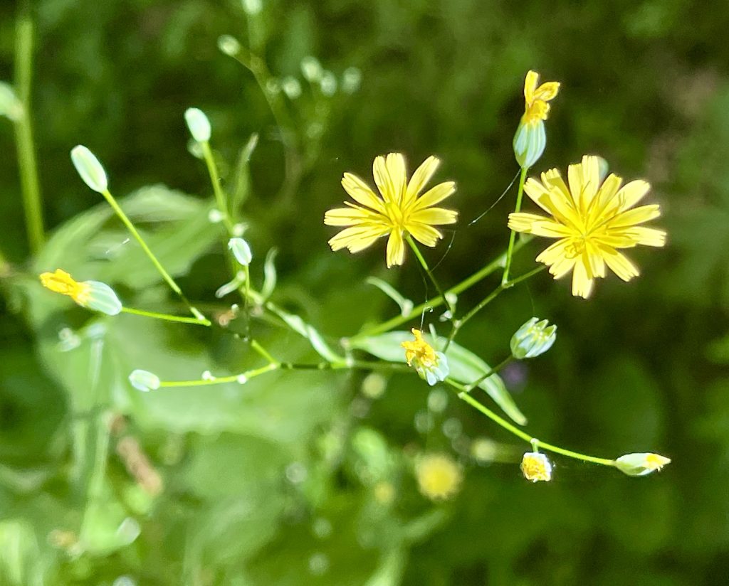 Small yellow flowers