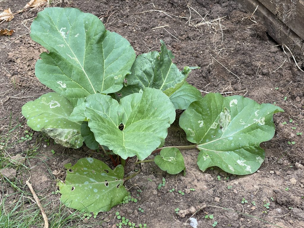 Rhubarb