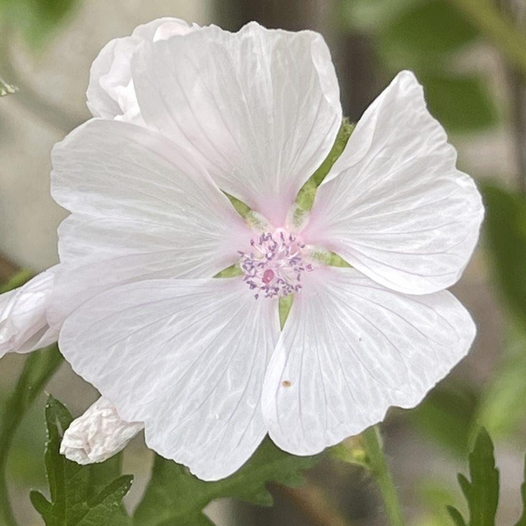 White flower