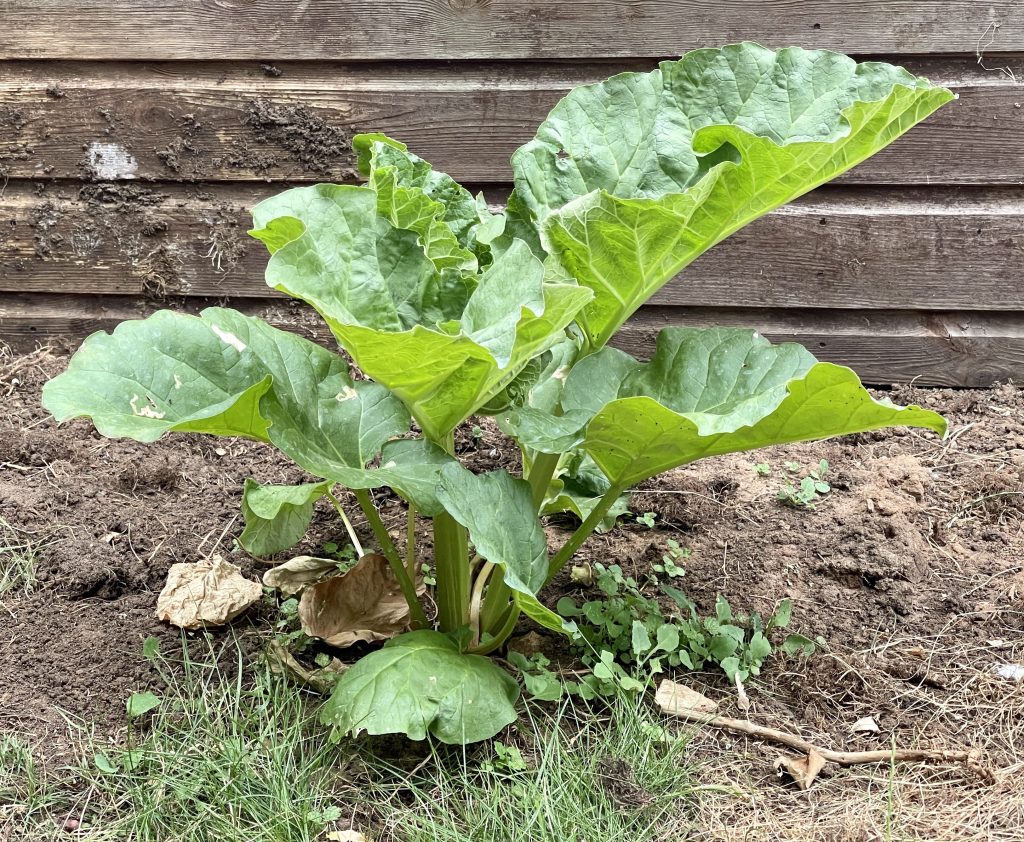 Rhubarb