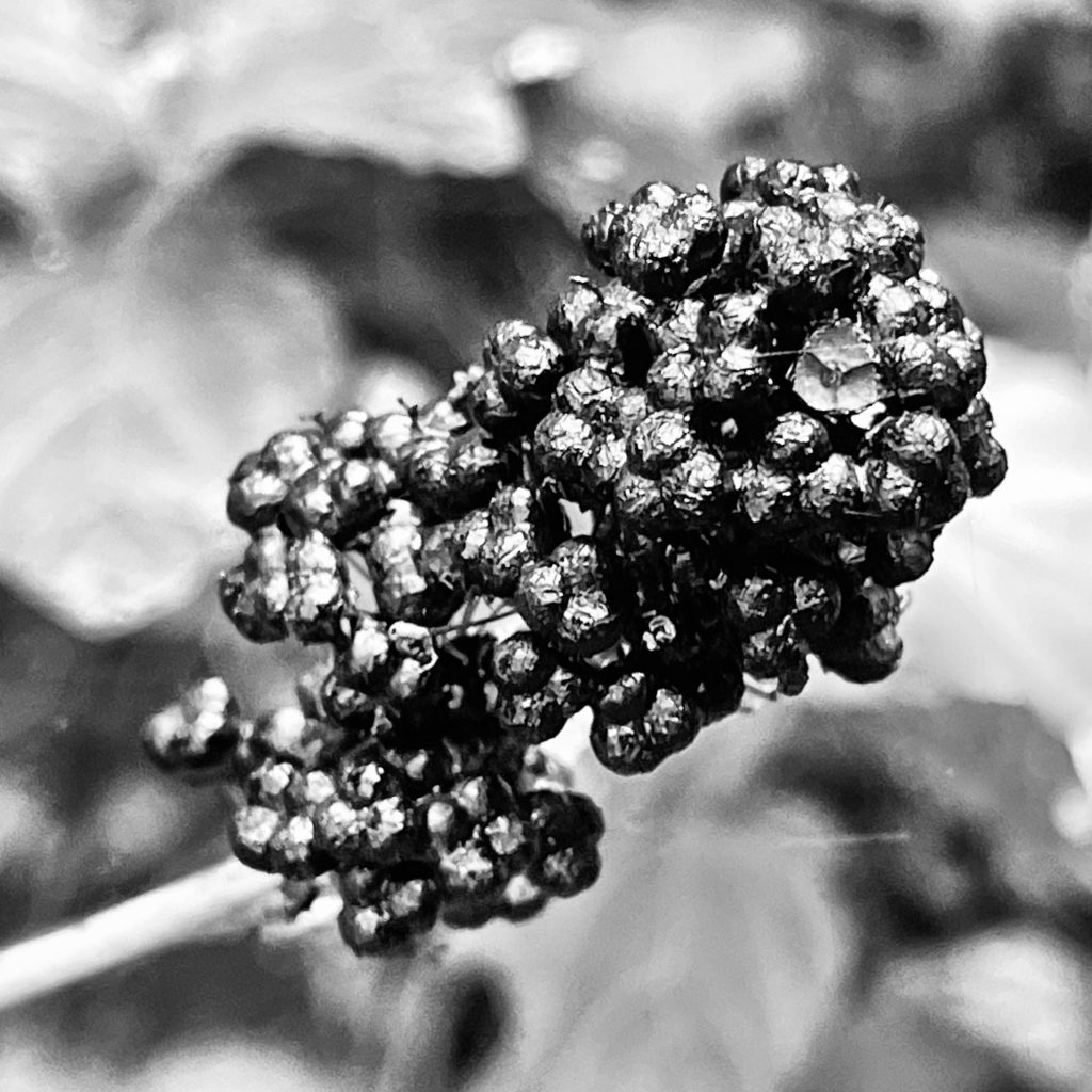 Small black berries