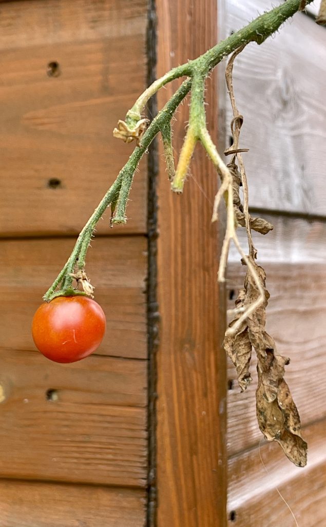 Tomato growing by my shed