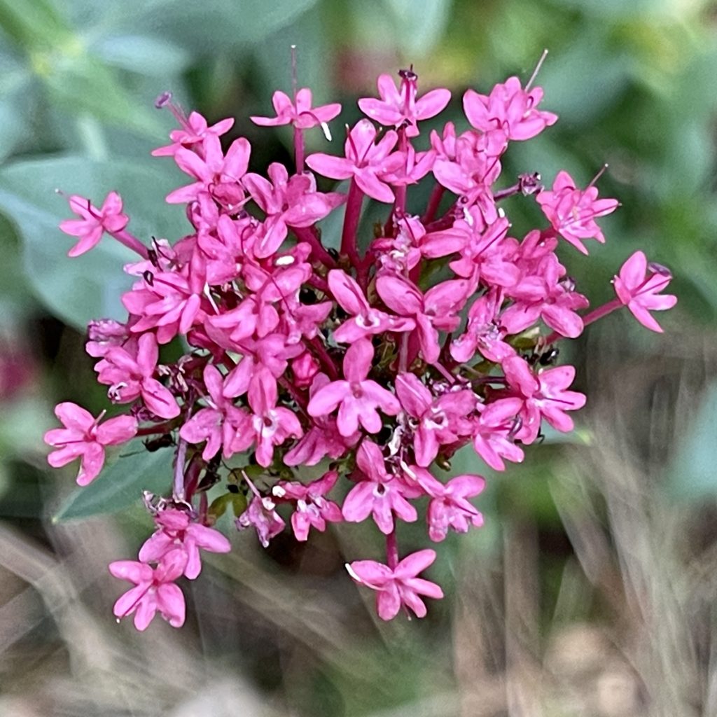 Pink flowers