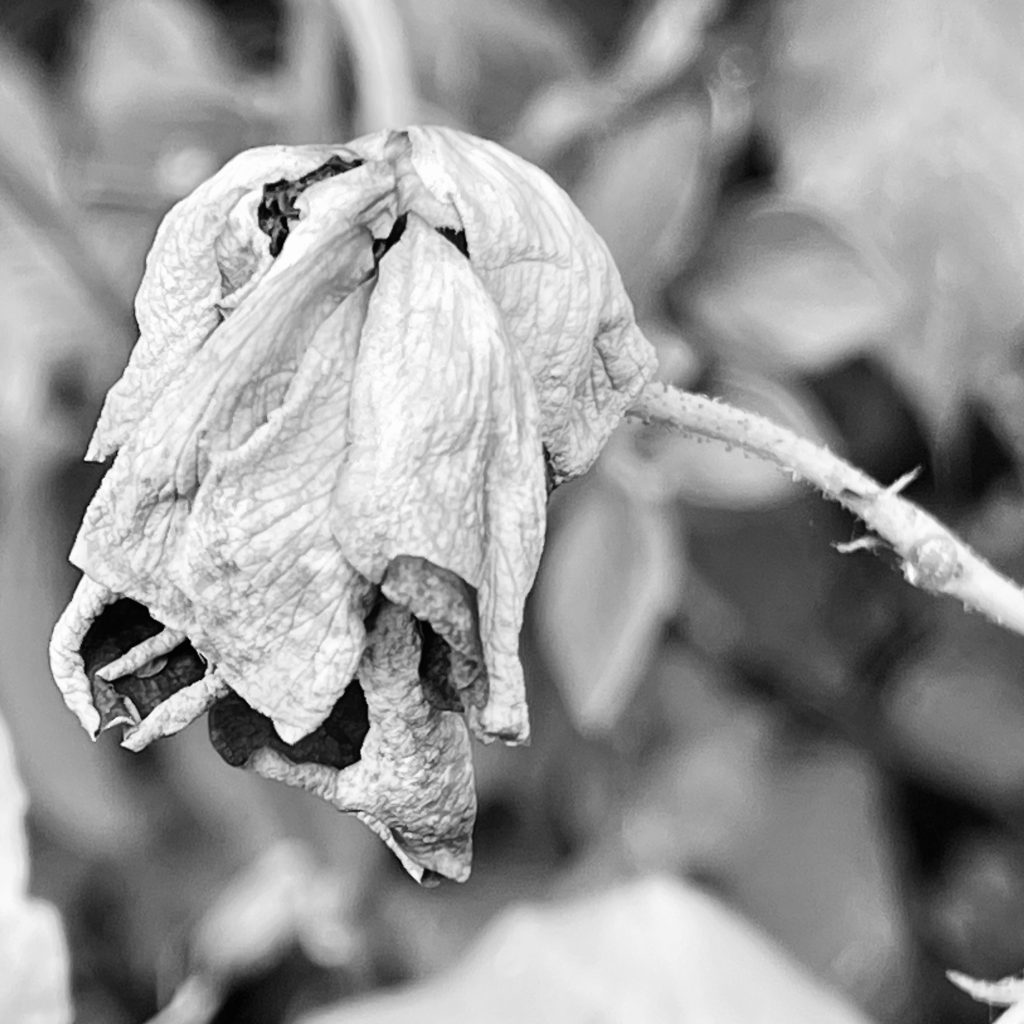 Old rose in mono