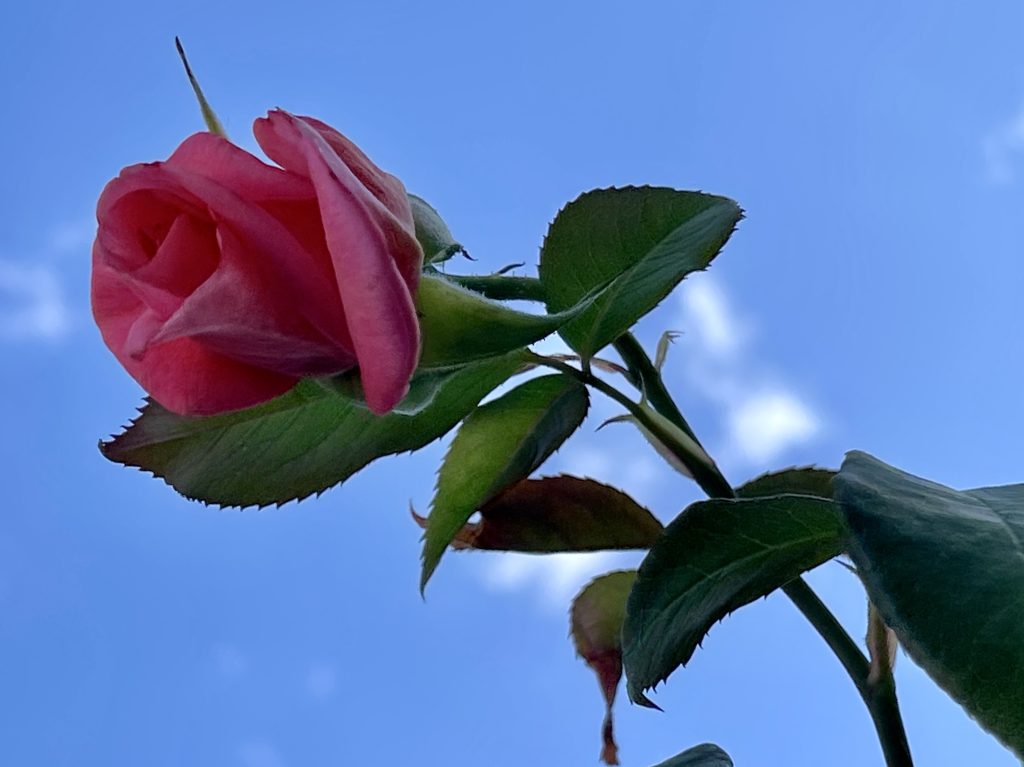 Pink rose against blue sky 