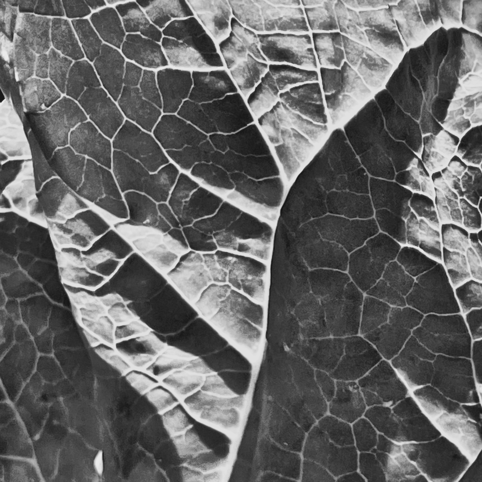 Rhubarb leaves​ monochrone