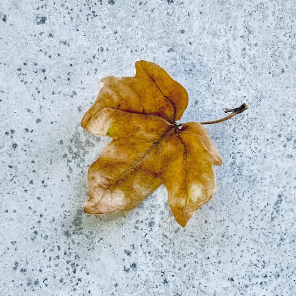 Leaf caught on spider web