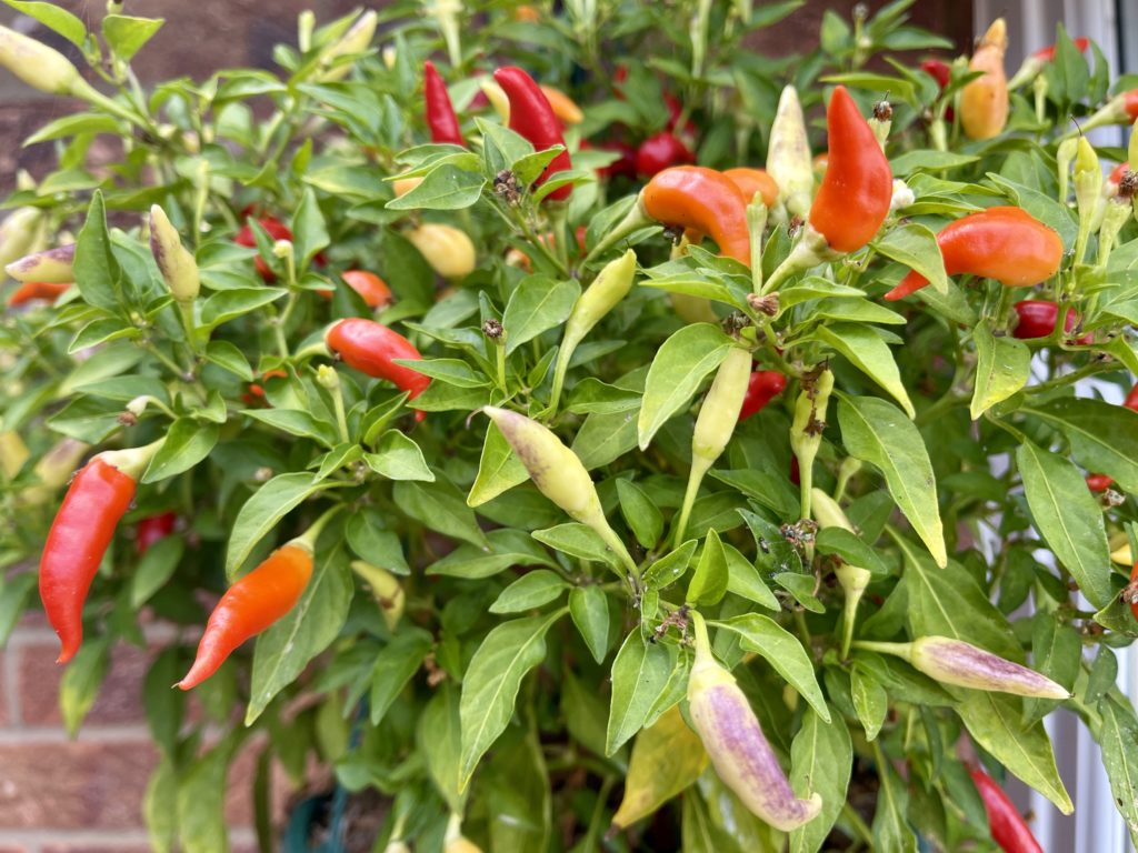 Red and green chilli in a hanging basket