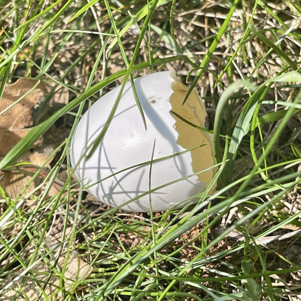 Egg shell in the grass