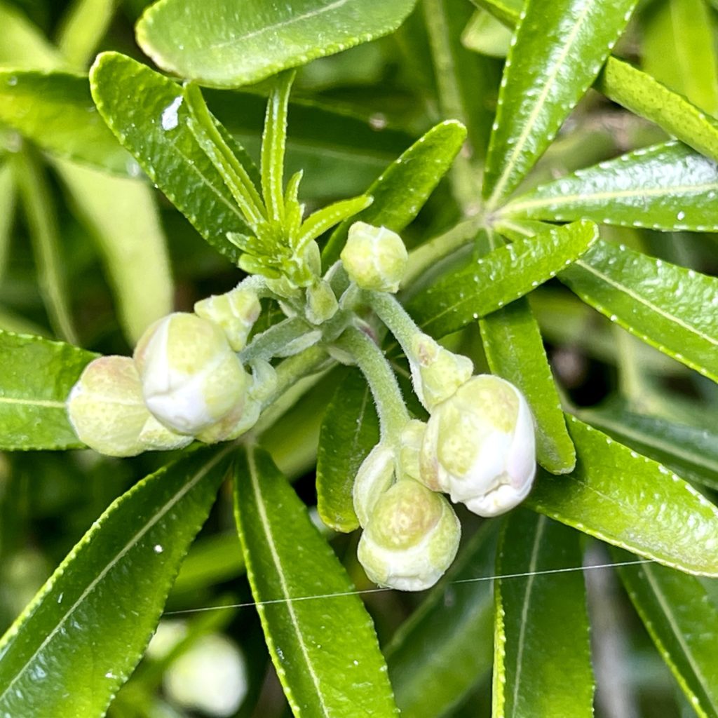 White buds green foliage