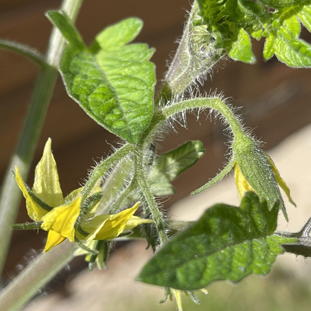 Tomato flowers​