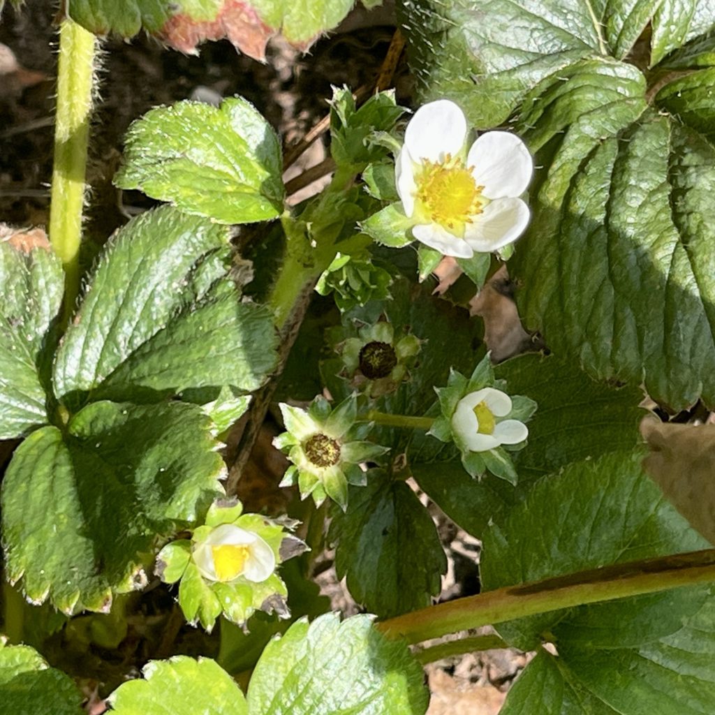 Strawberry flowers ​