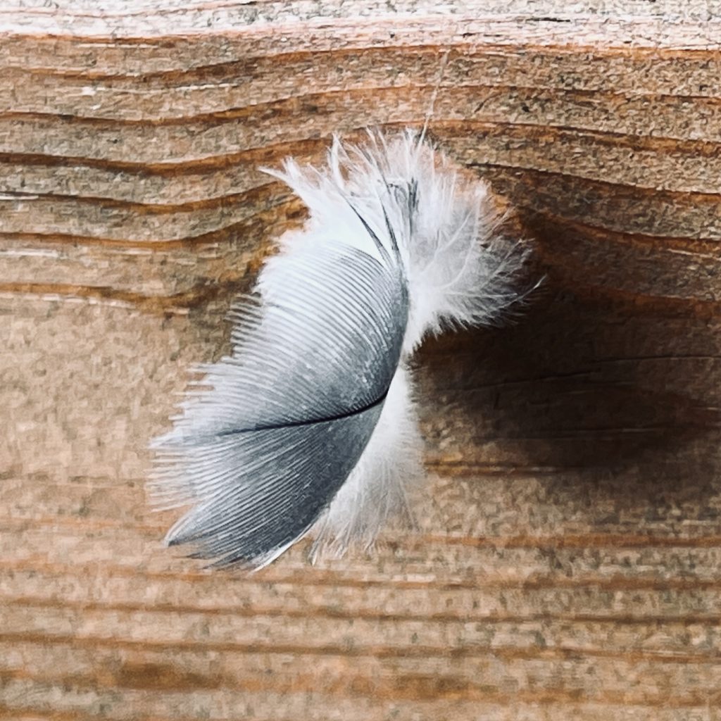 Feather against a wooden wall