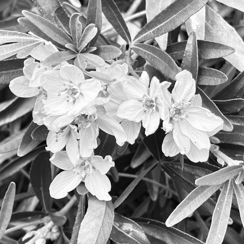 White flowers black and white image