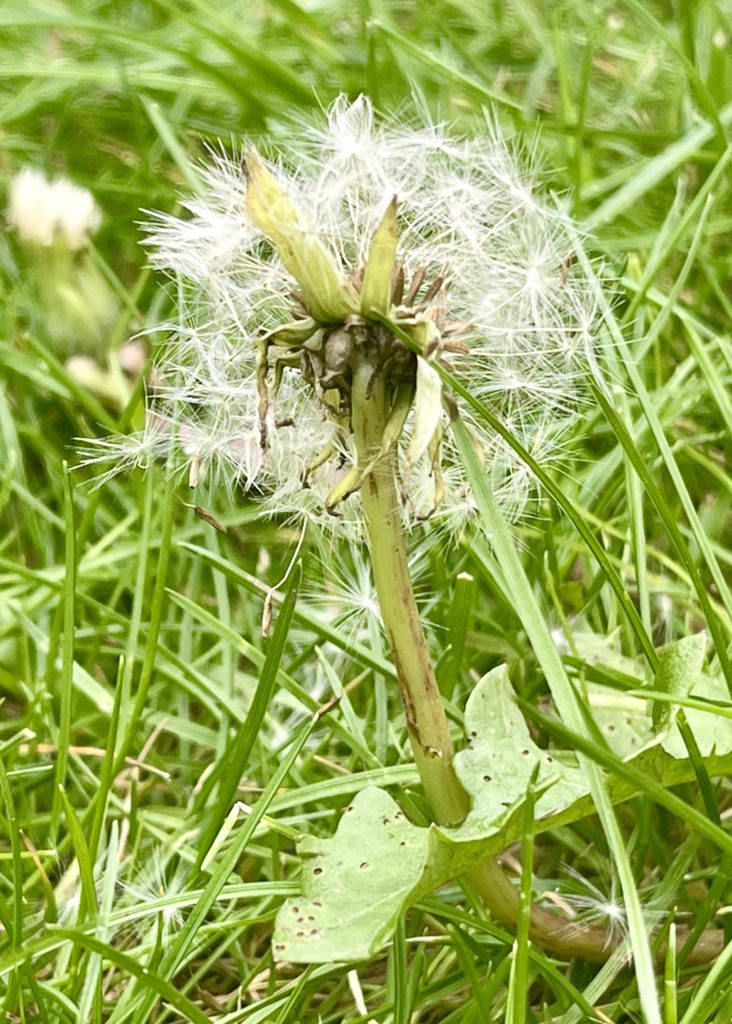 Dandelion