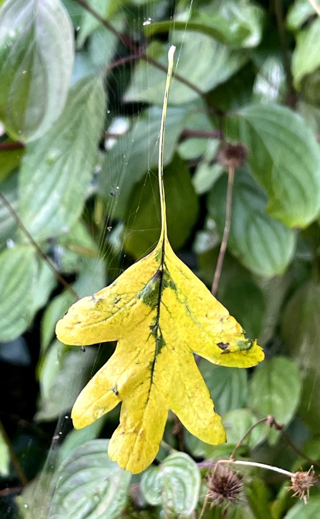 Leaf caught in a web​