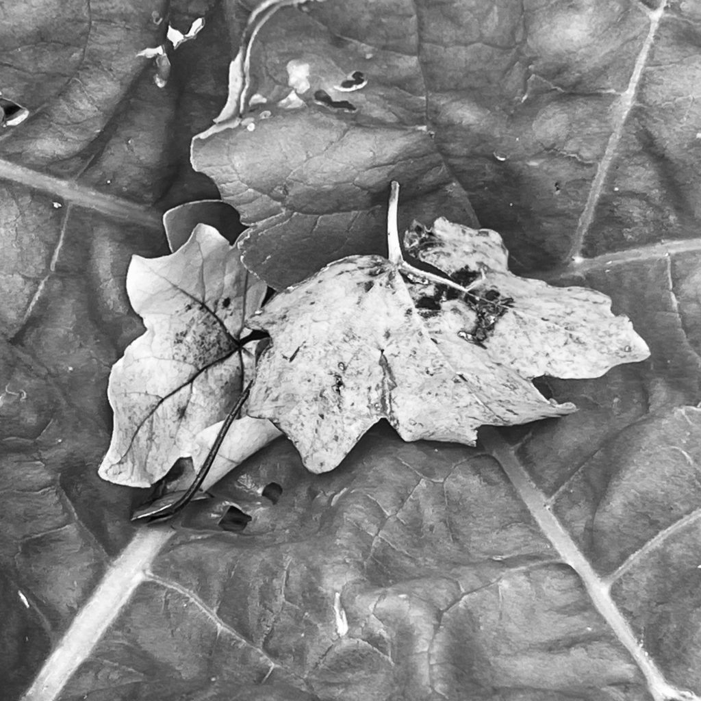 Leaves caught in a rhubarb leaf