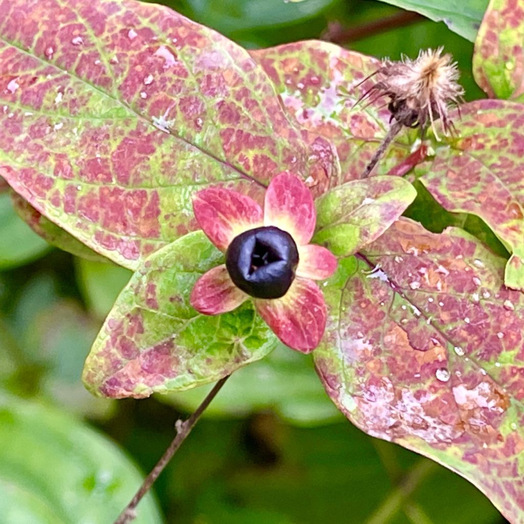 Berry and autumn leaves