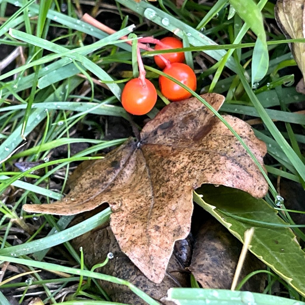 Berries and fallen leaves