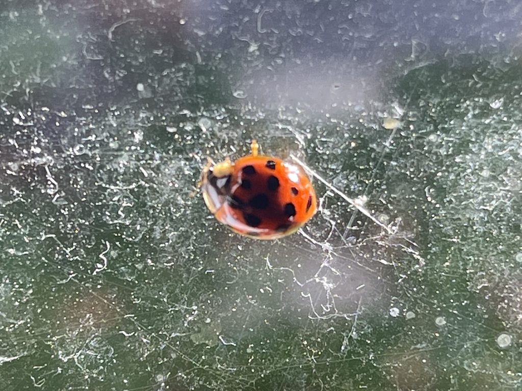 Ladybird