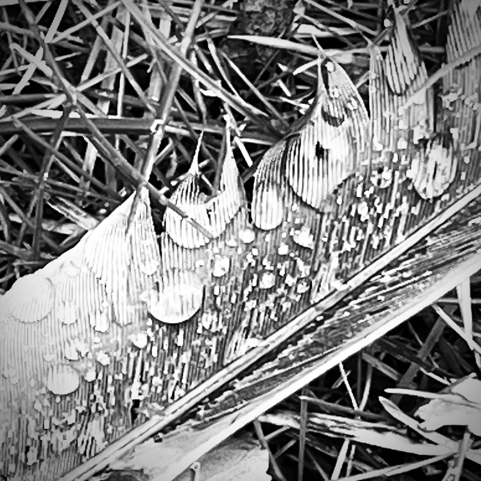 Feather in the rain monochrome