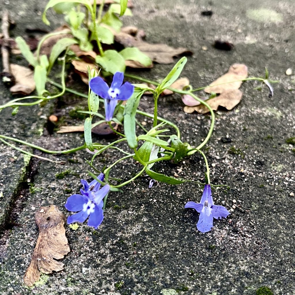 Flowers in the concrete 