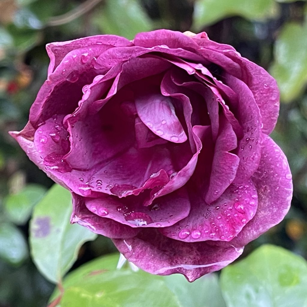 Rose in the rain