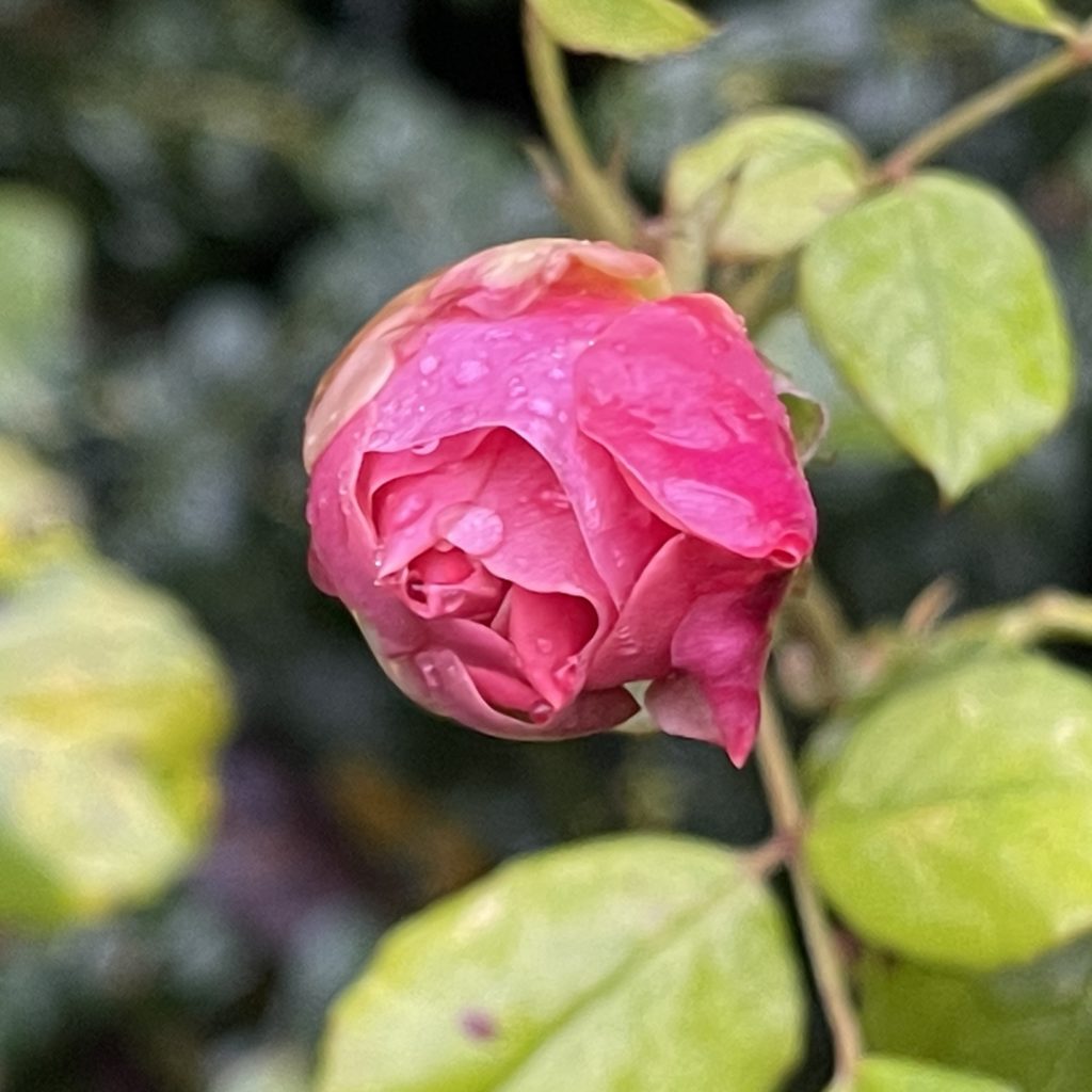 Pink rose in November 