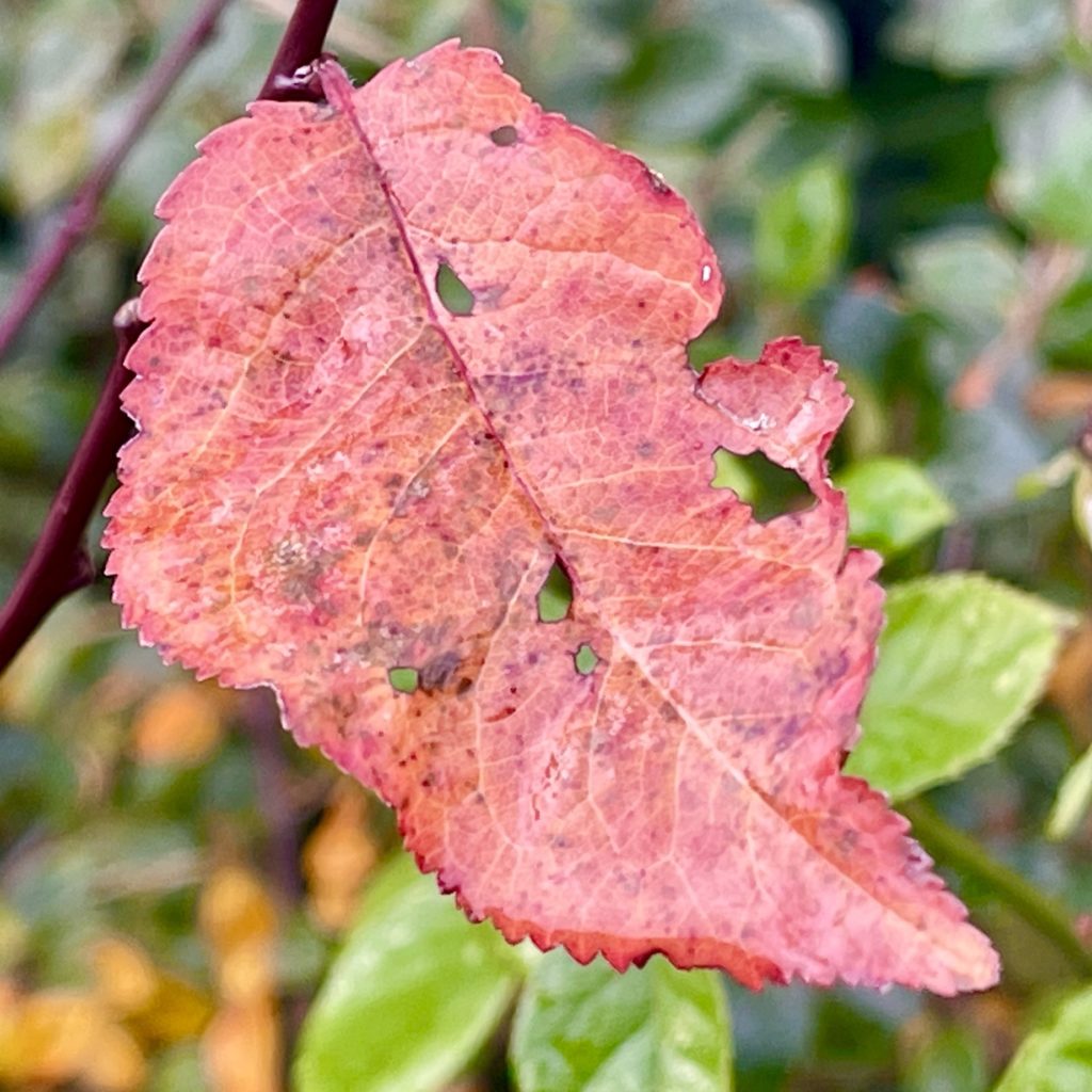 Red leaf