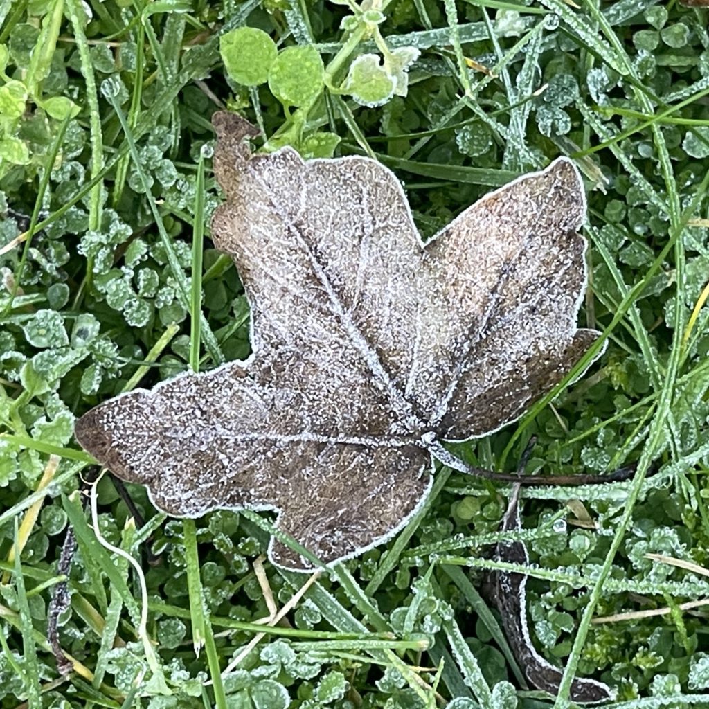 Leaf covered in frost 