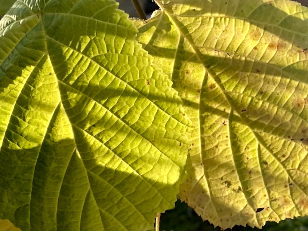 Leaves in bright sunlight