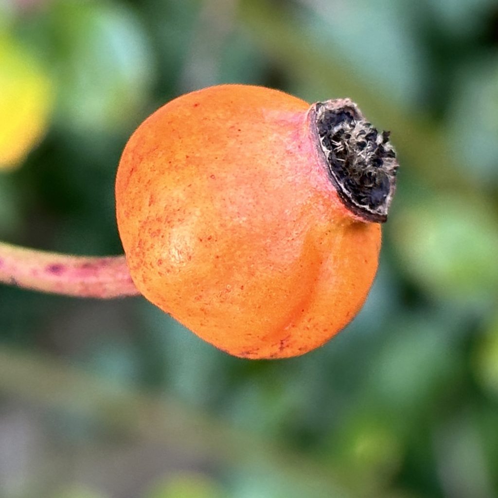 Orange fruit