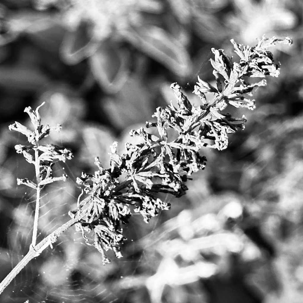 Dried seeds