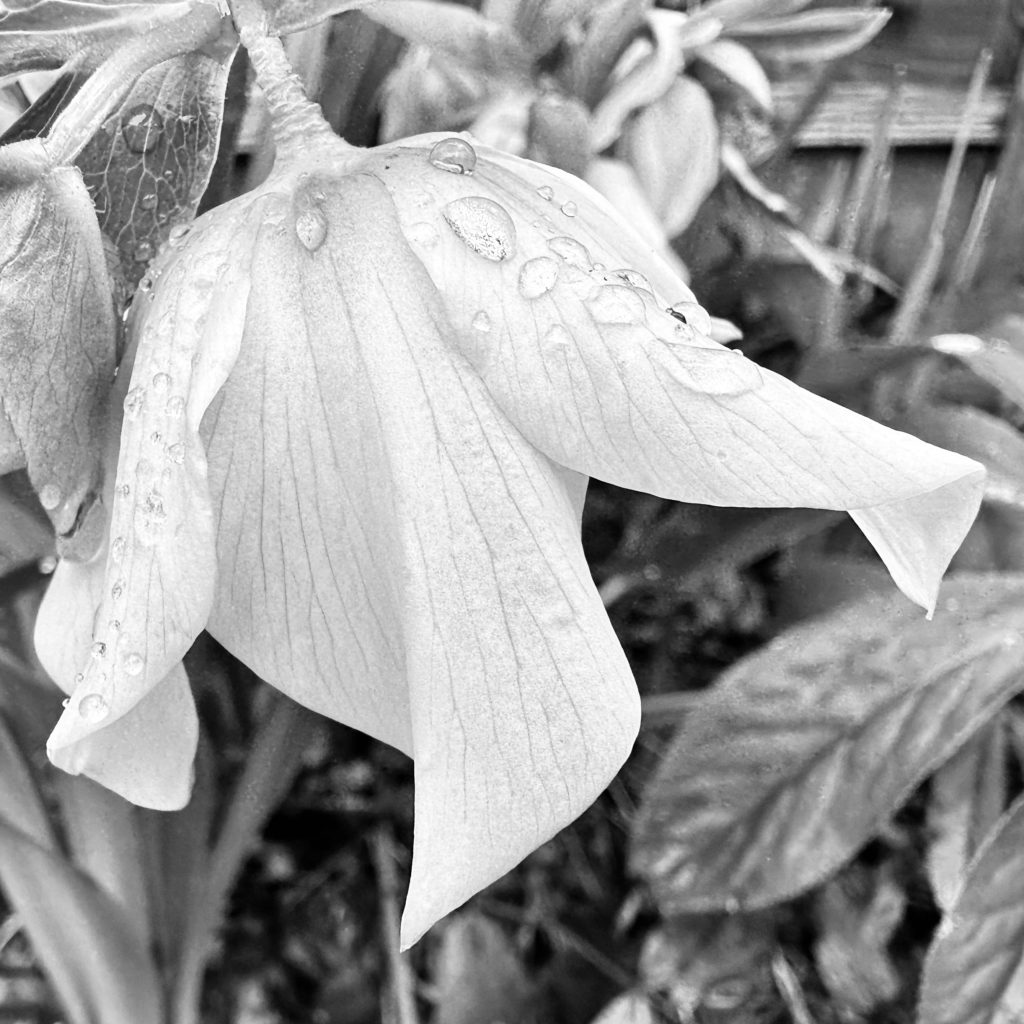 Rain on a flower