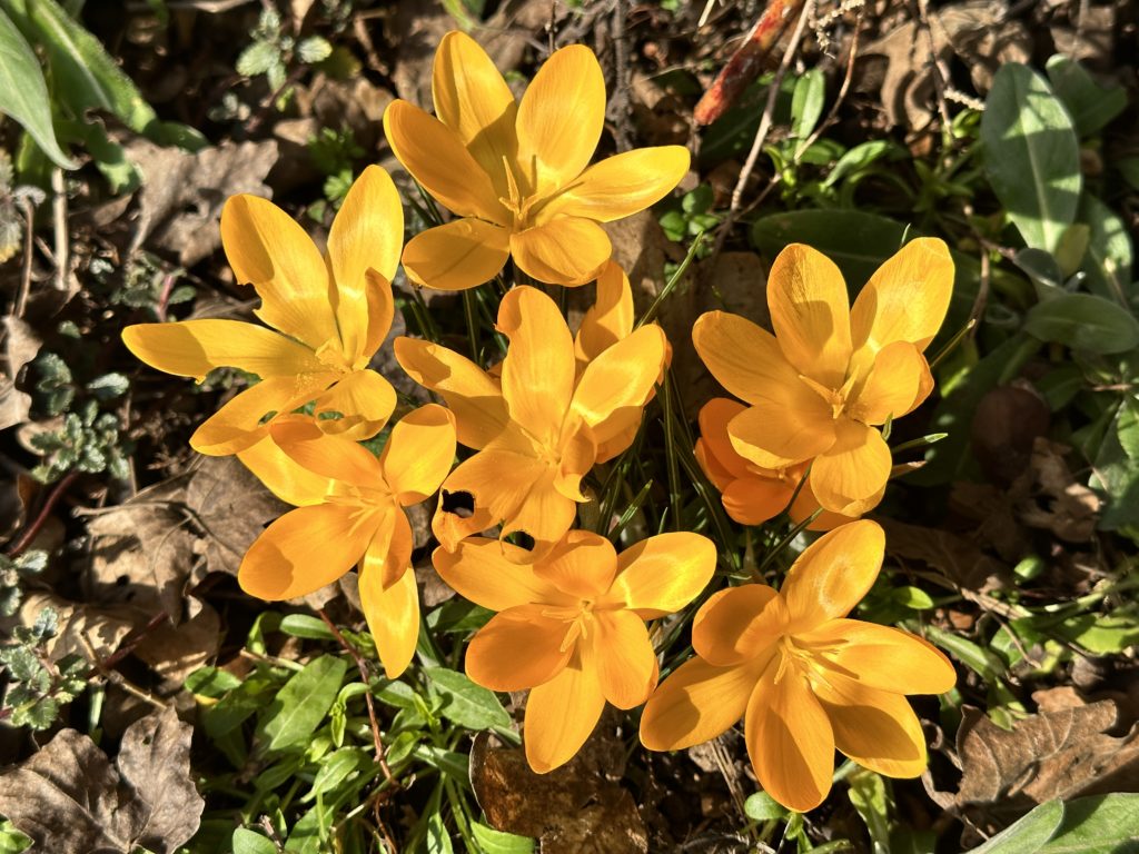 Crocud