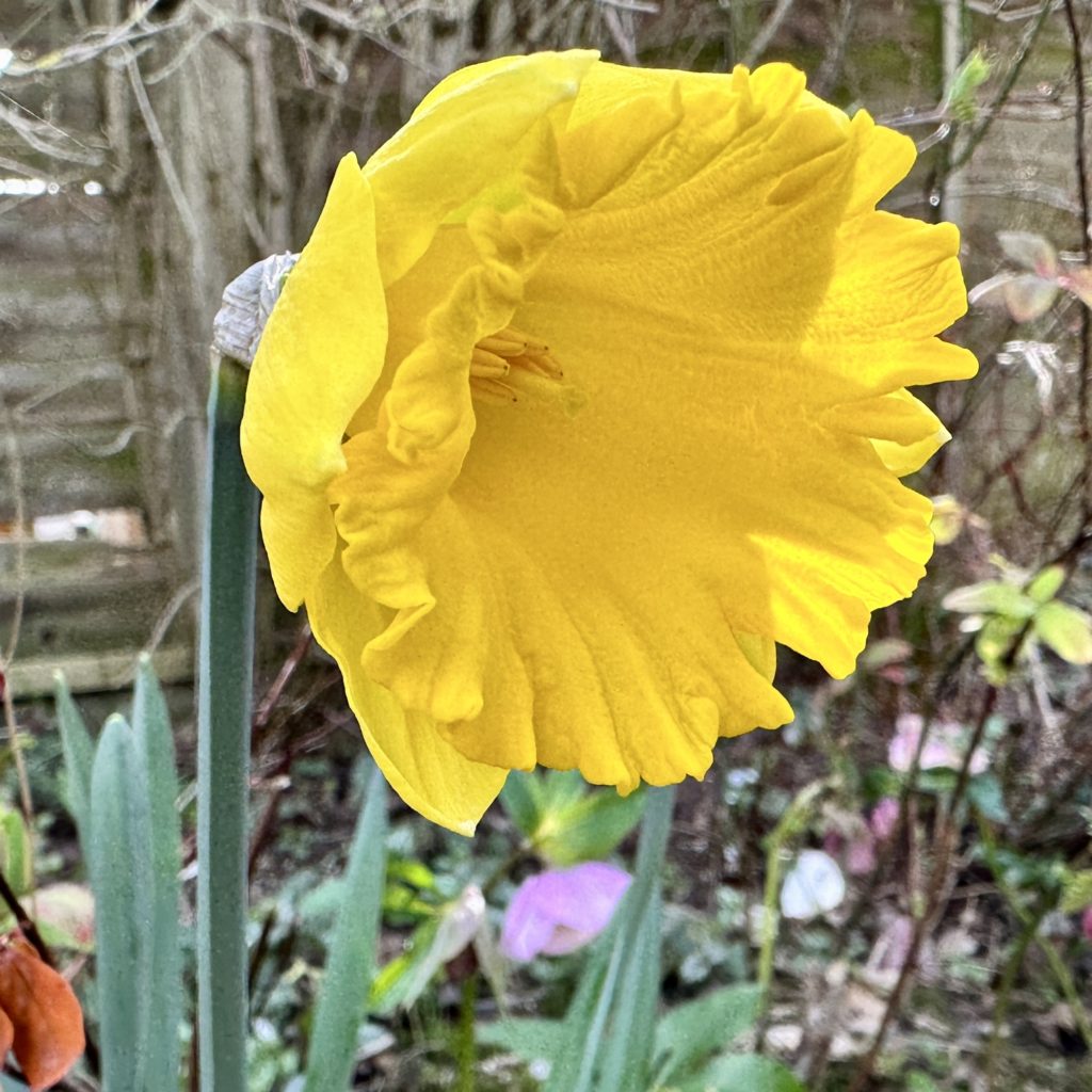 Daffodil 