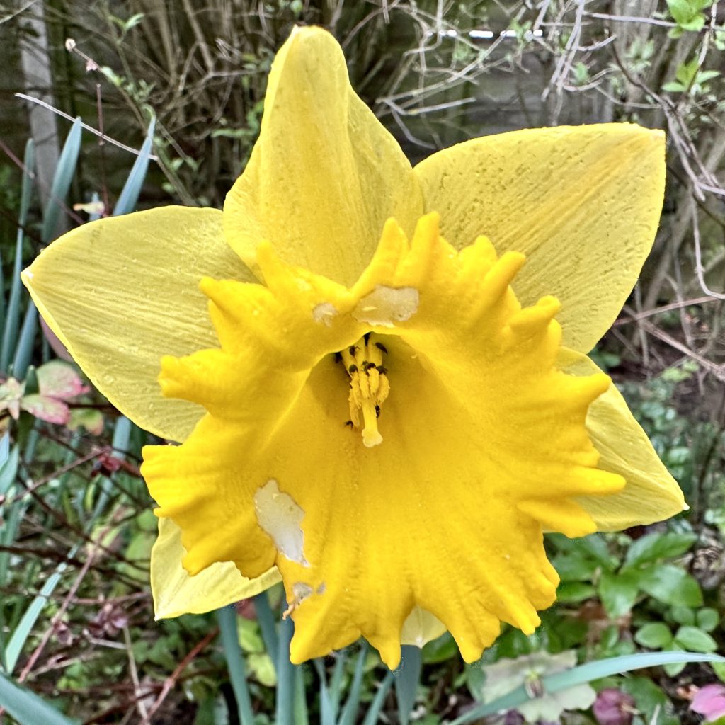 Daffodil 