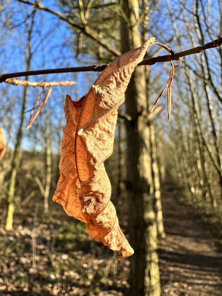 Brown leaf