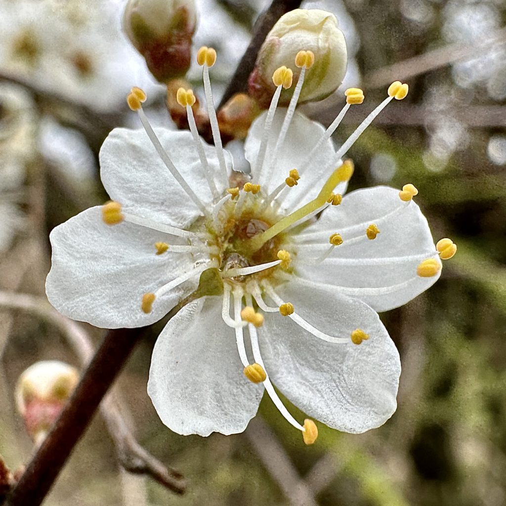 Blossom