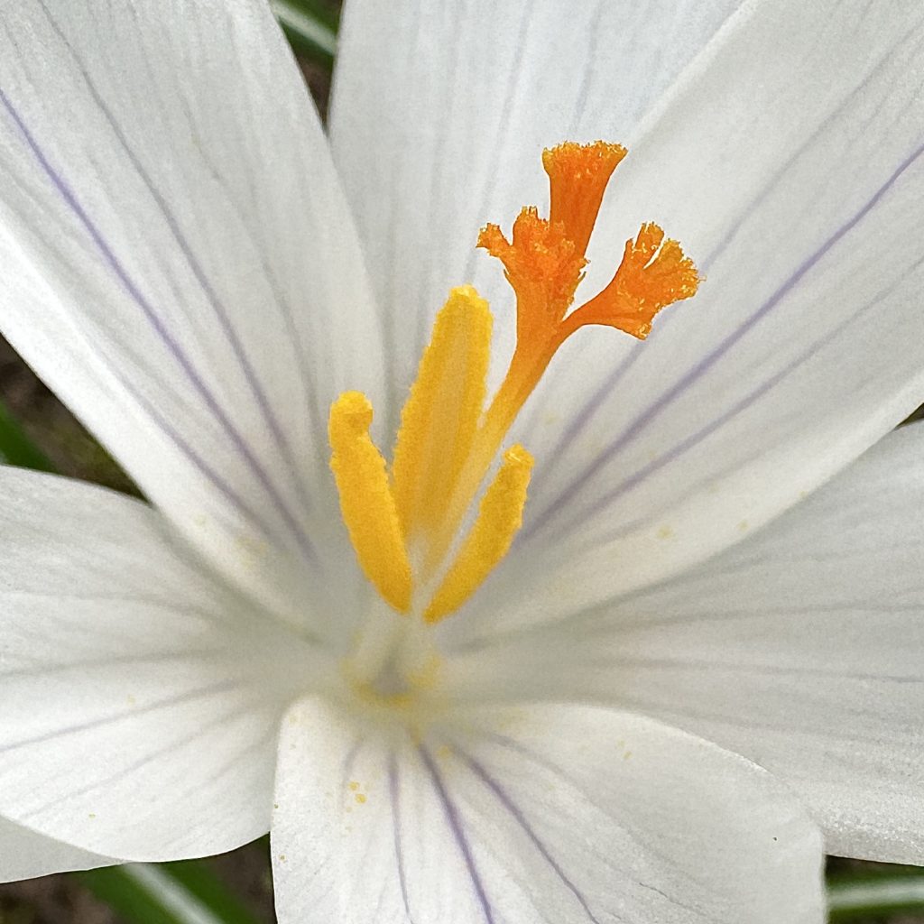 Crocus