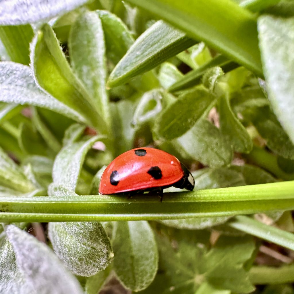 Ladybird