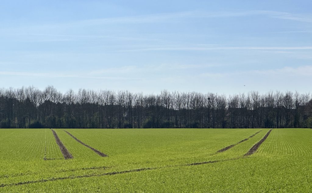 Tracks on a field 