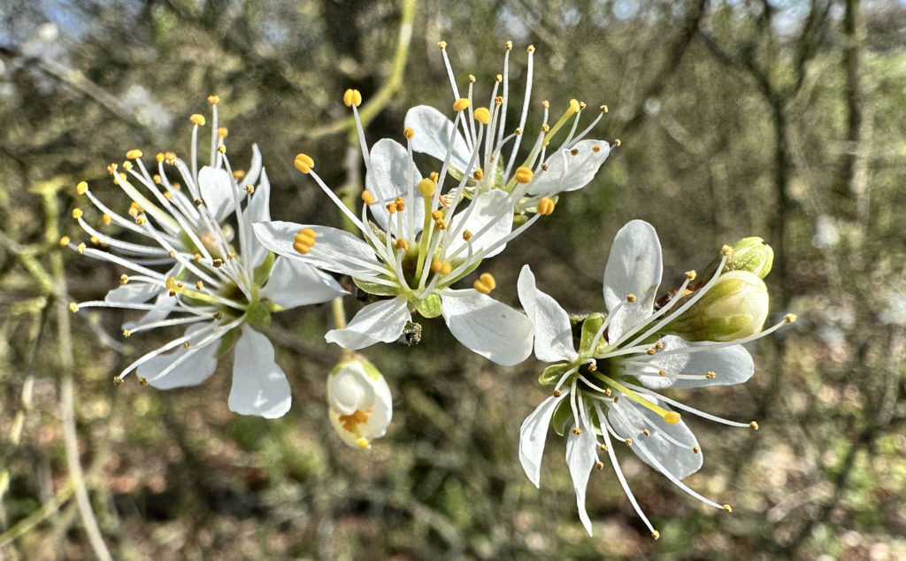 Blossom