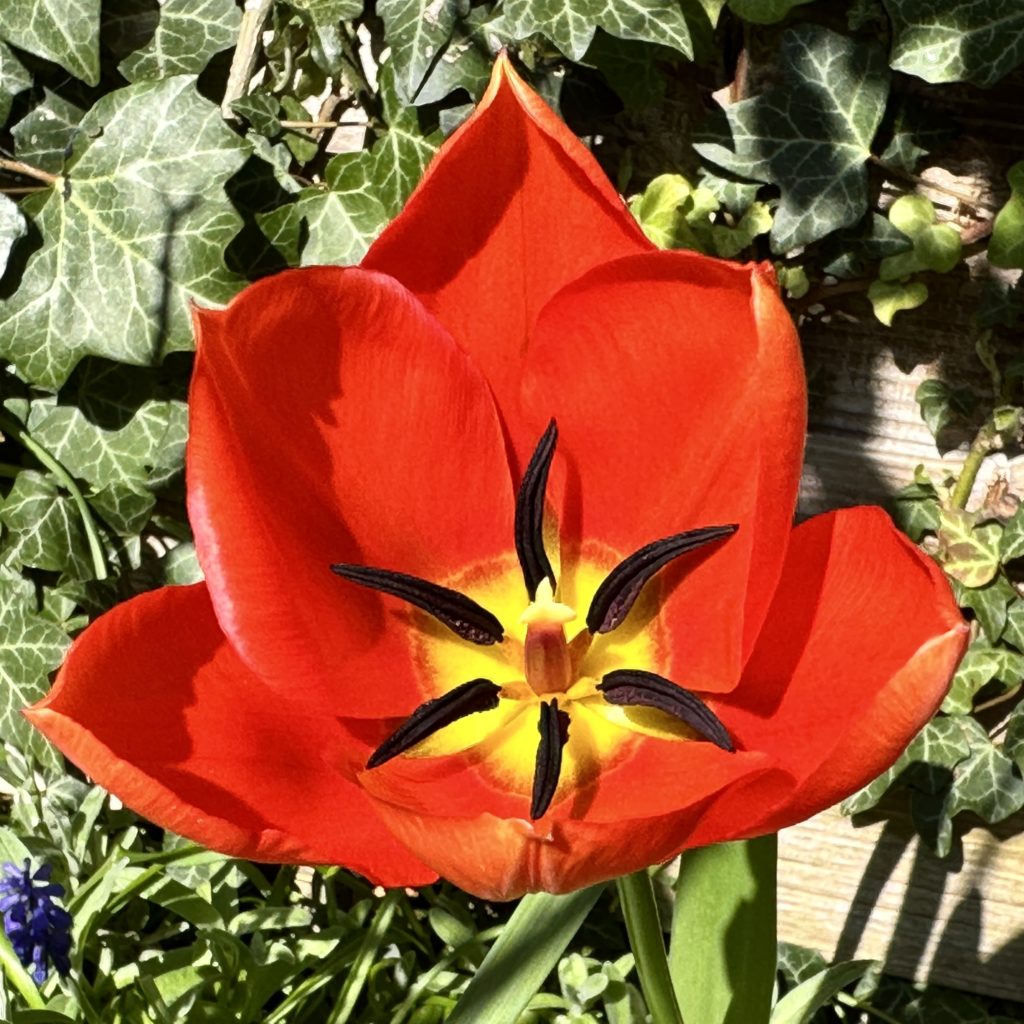 Tulip