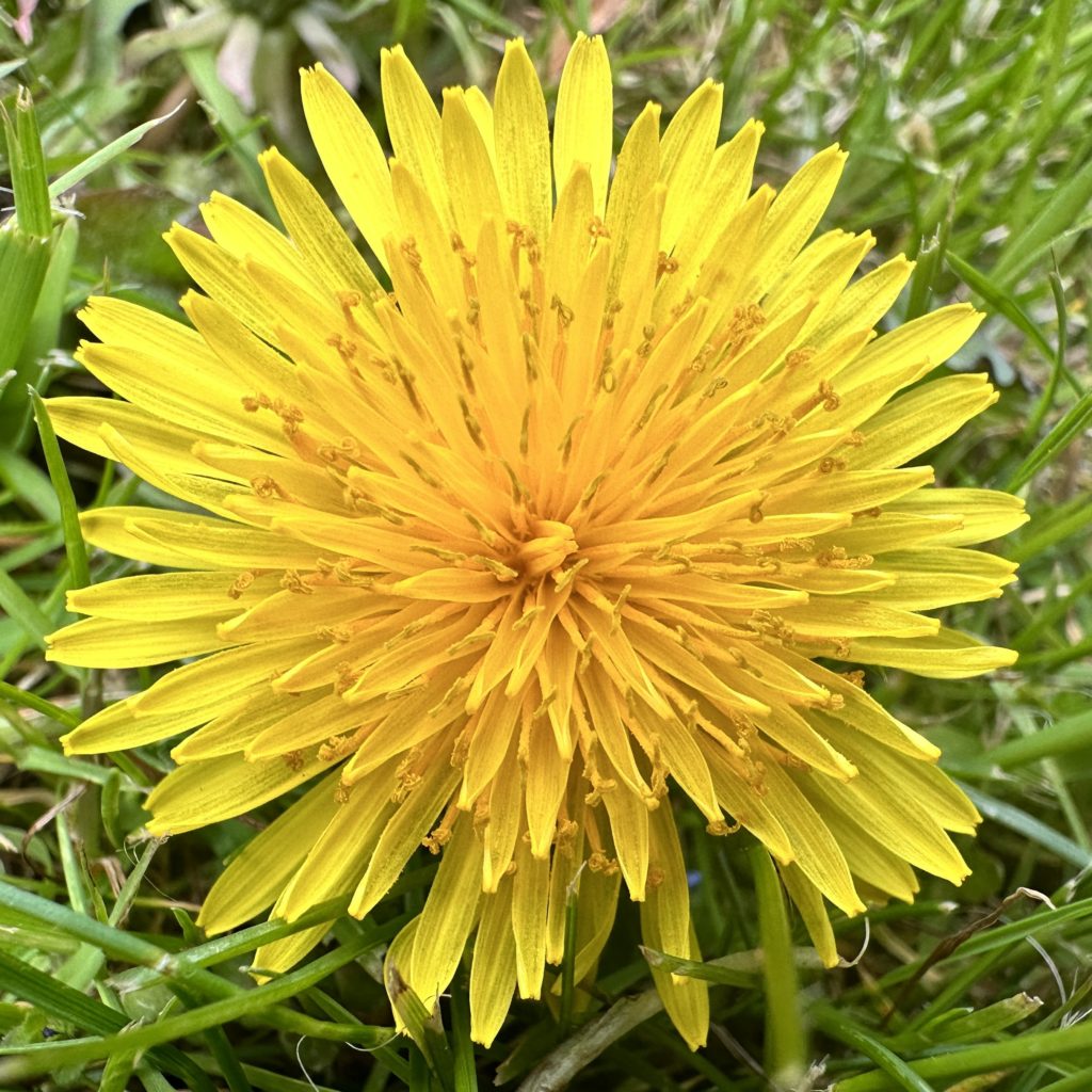 Dandelion 