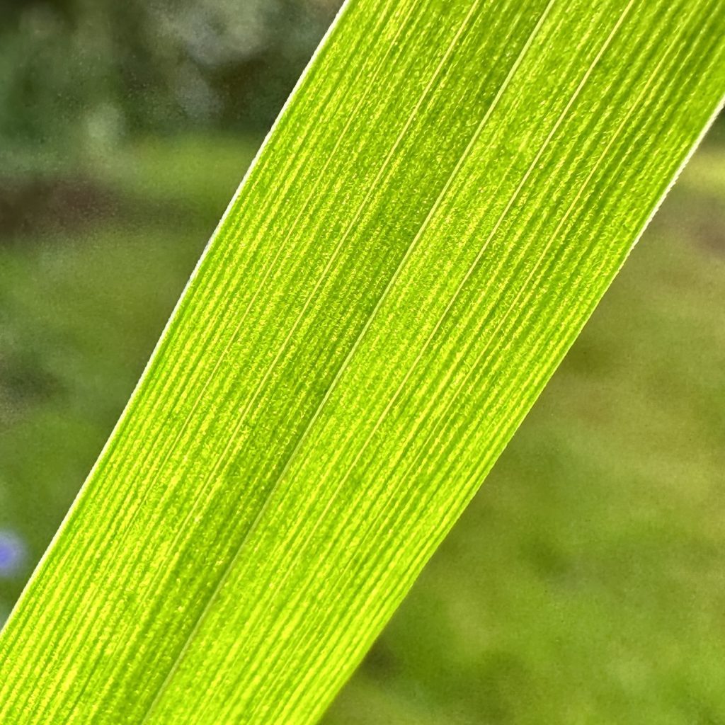 Close-up of grass 