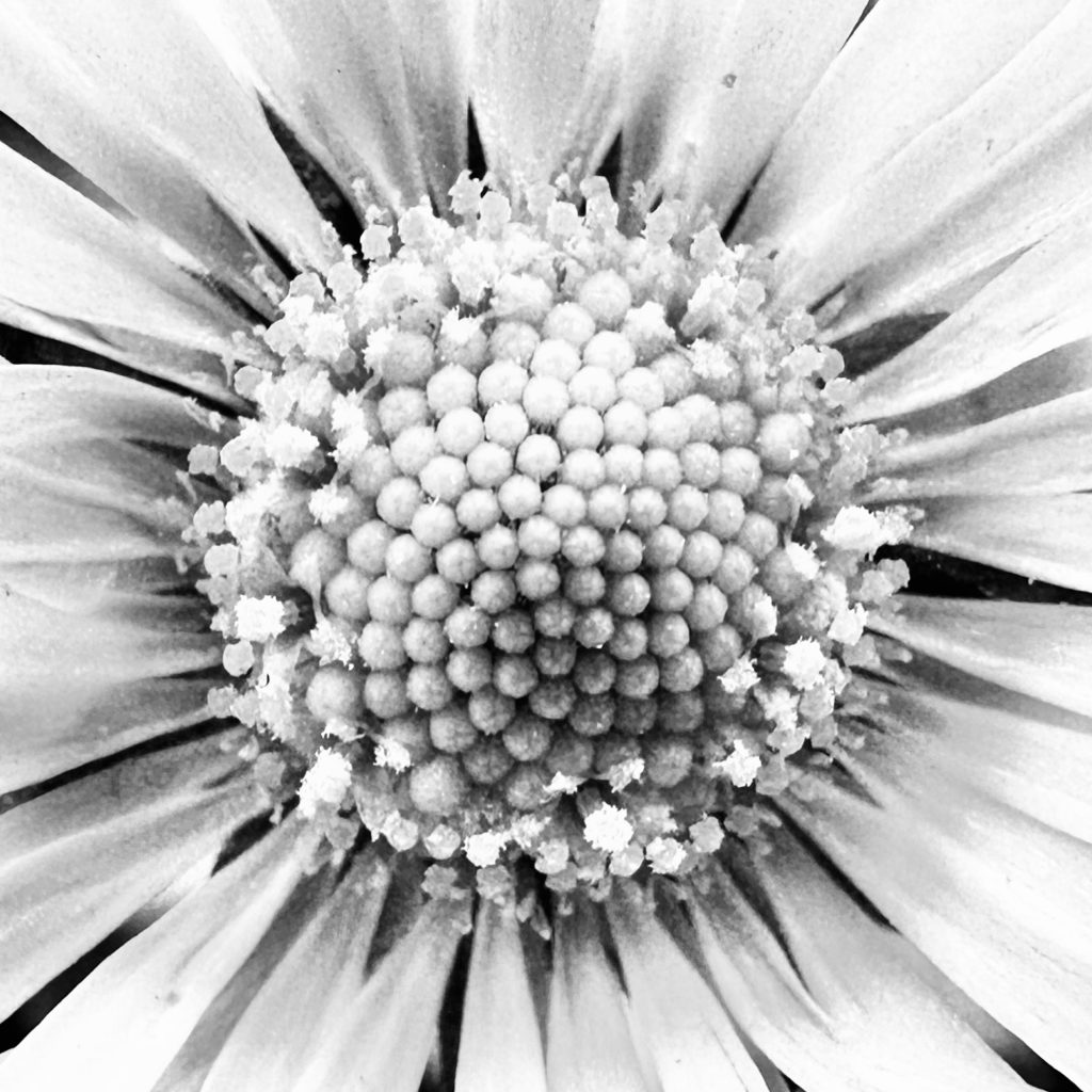 Monochrome daisy