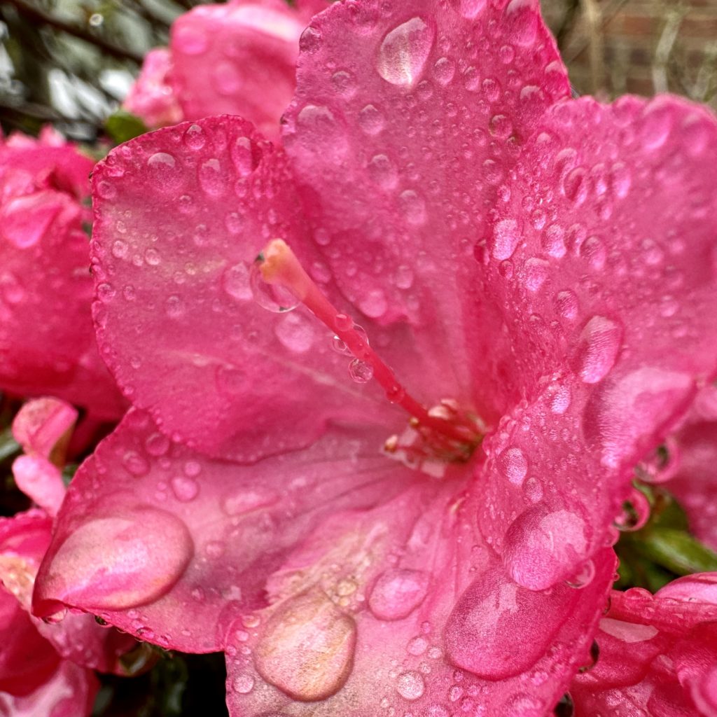 Rain on a flower