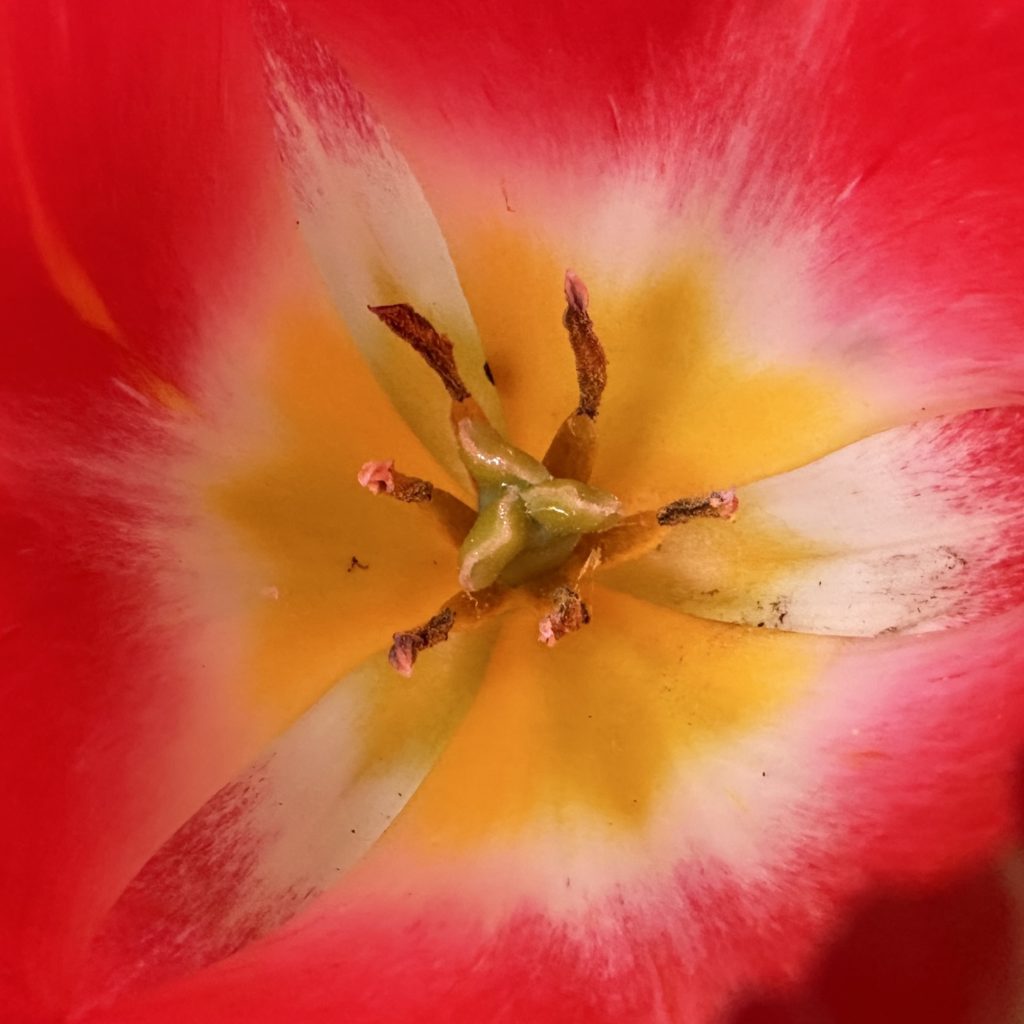 Tulip