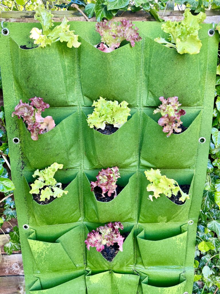 A wall of lettuce 